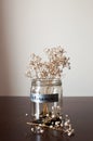 A retirement concept jar with coins and dried plant Royalty Free Stock Photo