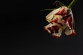 Hopelessness,Innocence lost through tragedy, grief and mourning of a early loss conceptual idea with bleeding white rose with Royalty Free Stock Photo