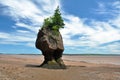 Hopewell Rocks at low tide Royalty Free Stock Photo