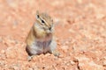 Hopi Chipmunk Royalty Free Stock Photo
