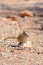 Hopi Chipmunk Royalty Free Stock Photo