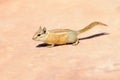Hopi Chipmunk Royalty Free Stock Photo
