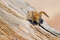 Hopi Chipmunk Royalty Free Stock Photo