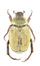 Hoplia argentea female Royalty Free Stock Photo