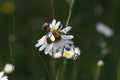 Hoplia argentea is a species of scarabaeid beetle Swabian Alb Germany