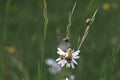Hoplia argentea is a species of scarabaeid beetle Swabian Alb Germany