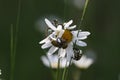 Hoplia argentea is a species of scarabaeid beetle Swabian Alb Germany