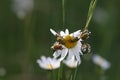 Hoplia argentea is a species of scarabaeid beetle Swabian Alb Germany