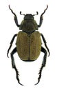 Hoplia meridiana beetle from Italy