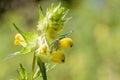 Hoplia Parvula on a Rhinanthus Flower