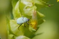 Hoplia Parvula on a Rhinanthus Flower