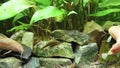 View on aquarium landscape, Megalechis, callichthydae catfish cleaner, plants and rocks