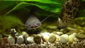 Spotty decorative catfish feed in the aquarium.