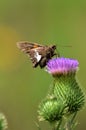 Hopper Butterfly on Thistle