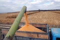 From the hopper of the combine, the grain is pulled down into th