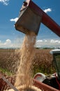 Hopper unloading corn grains harvested by the harvester