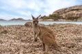 Hopping kangaroo on kangaroo island Australia Royalty Free Stock Photo