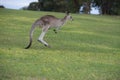 Hopping kangaroo