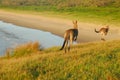 Hopping Kangaroos