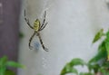 Wasp spider - Ragno vespa Royalty Free Stock Photo