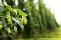 Hops Royalty Free Stock Photo