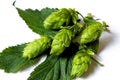 Hops Royalty Free Stock Photo