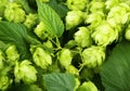 Hops background, close up, green Royalty Free Stock Photo