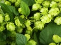 Hops background, green, close up Royalty Free Stock Photo
