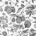 Hops and Barley Seamless pattern. Malt Beer. Engraved vintage Hand drawn collection. Sketch for web or pub menu, poster