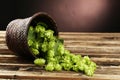 Hops in basket on brown wooden background. Royalty Free Stock Photo