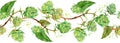 Hops branch with green leaves seamless pattern