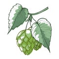 Hops branch with leaves, cones. Green humulus plant for beer, stout, ale, lager, bitter labels, packaging.