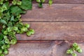 Hops branch on old wooden table background. Beer ingredient. Brewery wallpaper. Free space for text