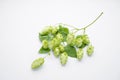 Hops branch on a white background