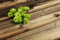 Hops on brown wooden background Royalty Free Stock Photo