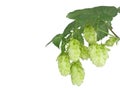 Hops, bunch, isolated on a white background Royalty Free Stock Photo