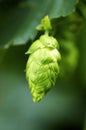 Hops Closeup Royalty Free Stock Photo
