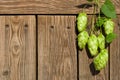 Hops cones on stem with green leaves hanging on wooden background of boards with copy space, frame for beer festival
