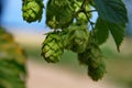 Hops farm detail