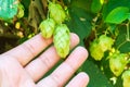 Hops in the farmer hand. used for brewing beer. growing hop crop
