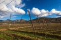 Hops Farming Beer