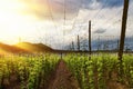 Hops Field - Cloudy Sky Royalty Free Stock Photo