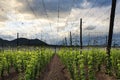 Hops Field - Cloudy Sky Royalty Free Stock Photo
