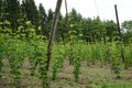 Hops on a field Royalty Free Stock Photo