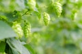 Hops field Royalty Free Stock Photo