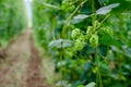 Hops field Royalty Free Stock Photo