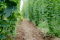 Hops field Royalty Free Stock Photo