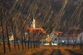 Hops Fields In Spring, Slovenia