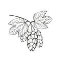 Hops with flower and leaf on a white background.