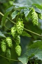 Hops flowers Royalty Free Stock Photo
